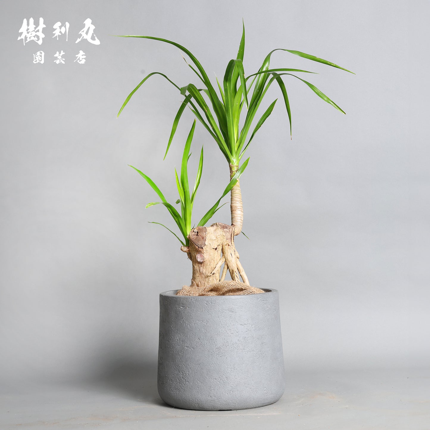 傷が、次の芽を生む- ドラセナ・パラオ