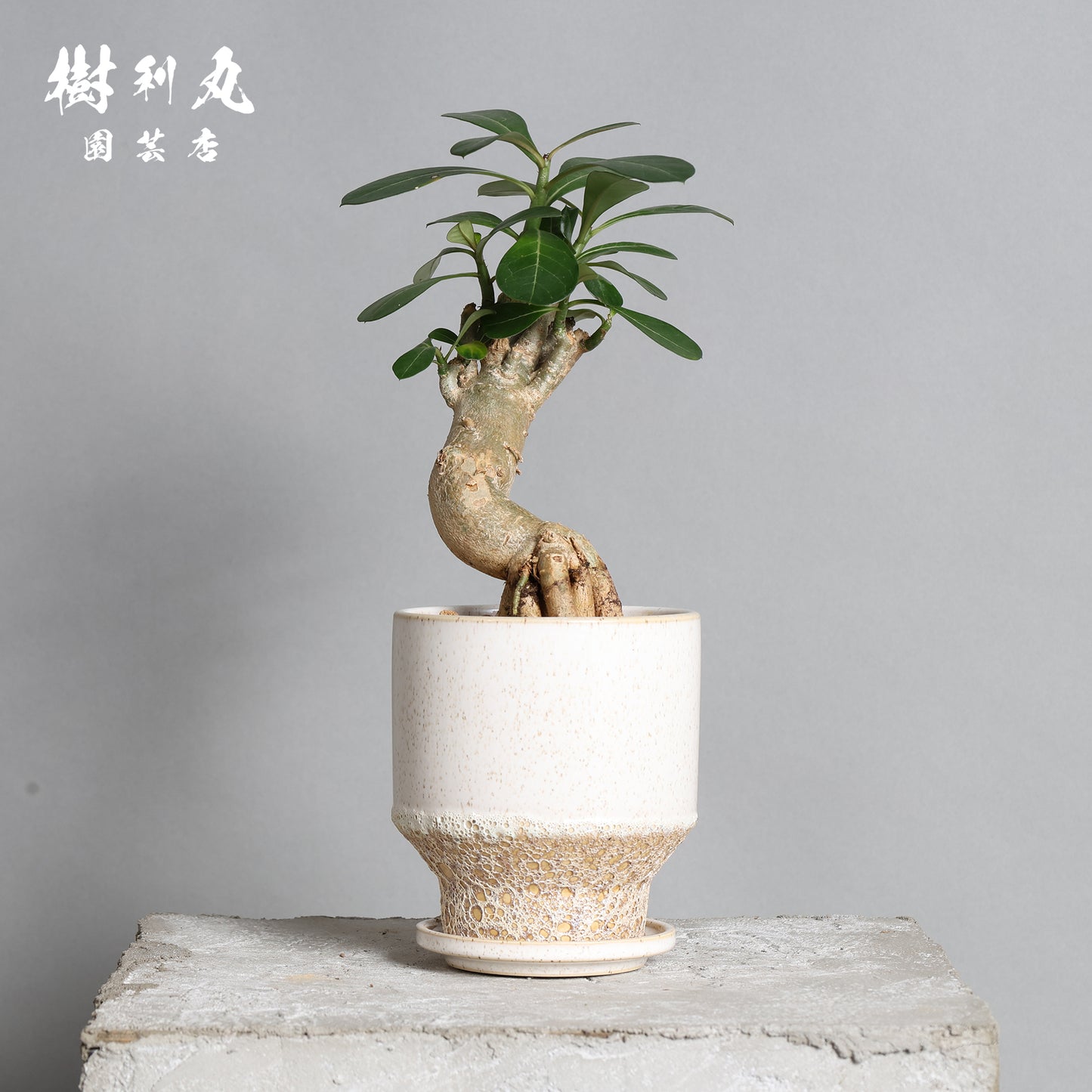小兵 - KOHYO -｜アデニウム