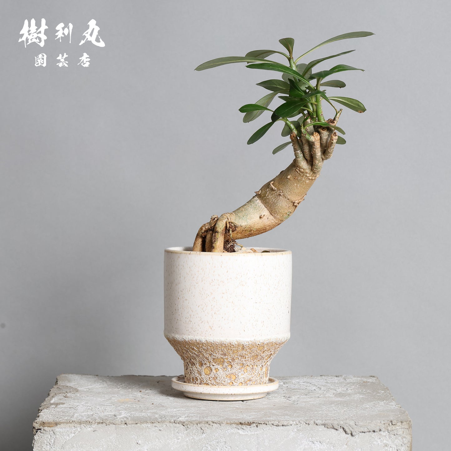 小兵 - KOHYO -｜アデニウム
