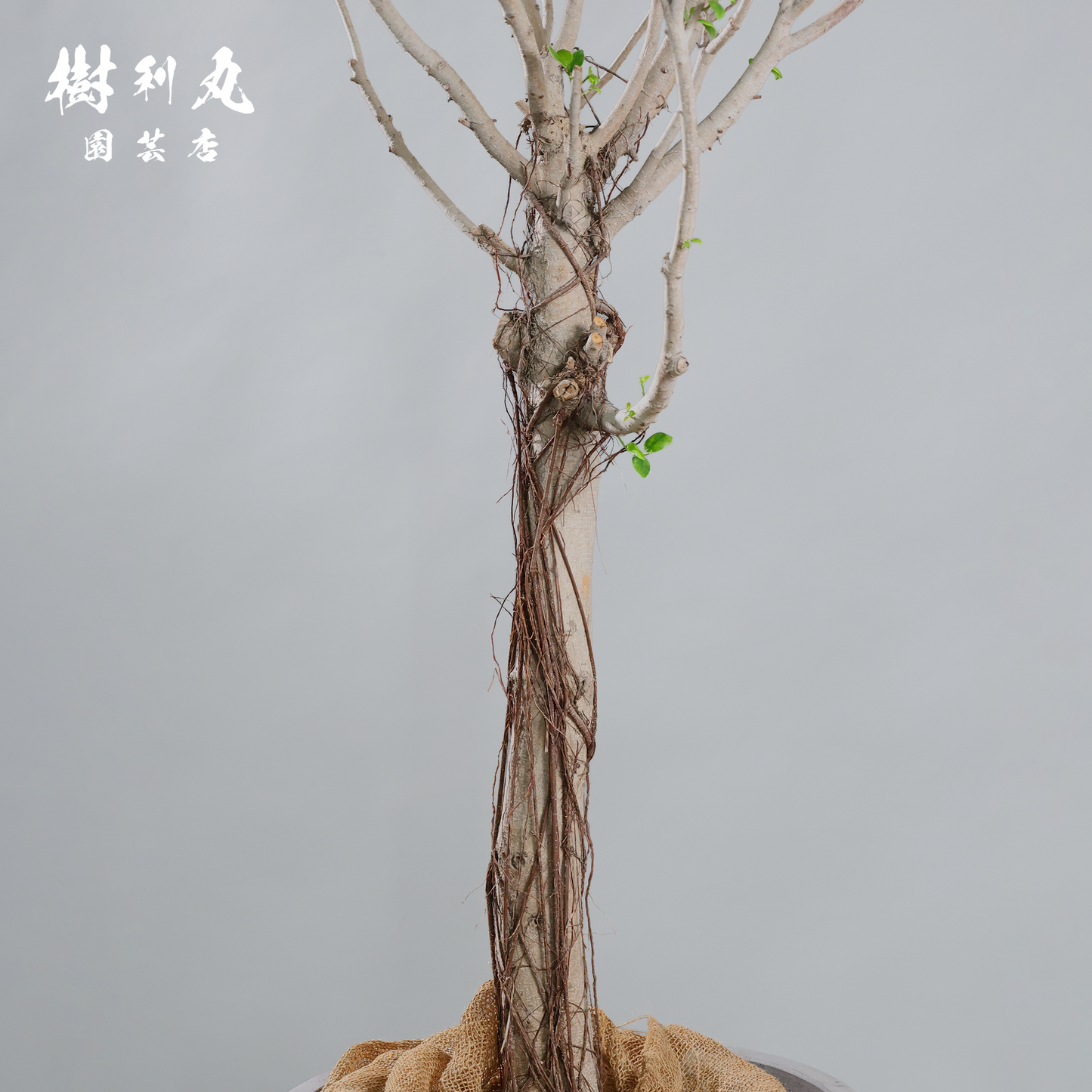逆境を編み、幹を立てる - ガジュマル