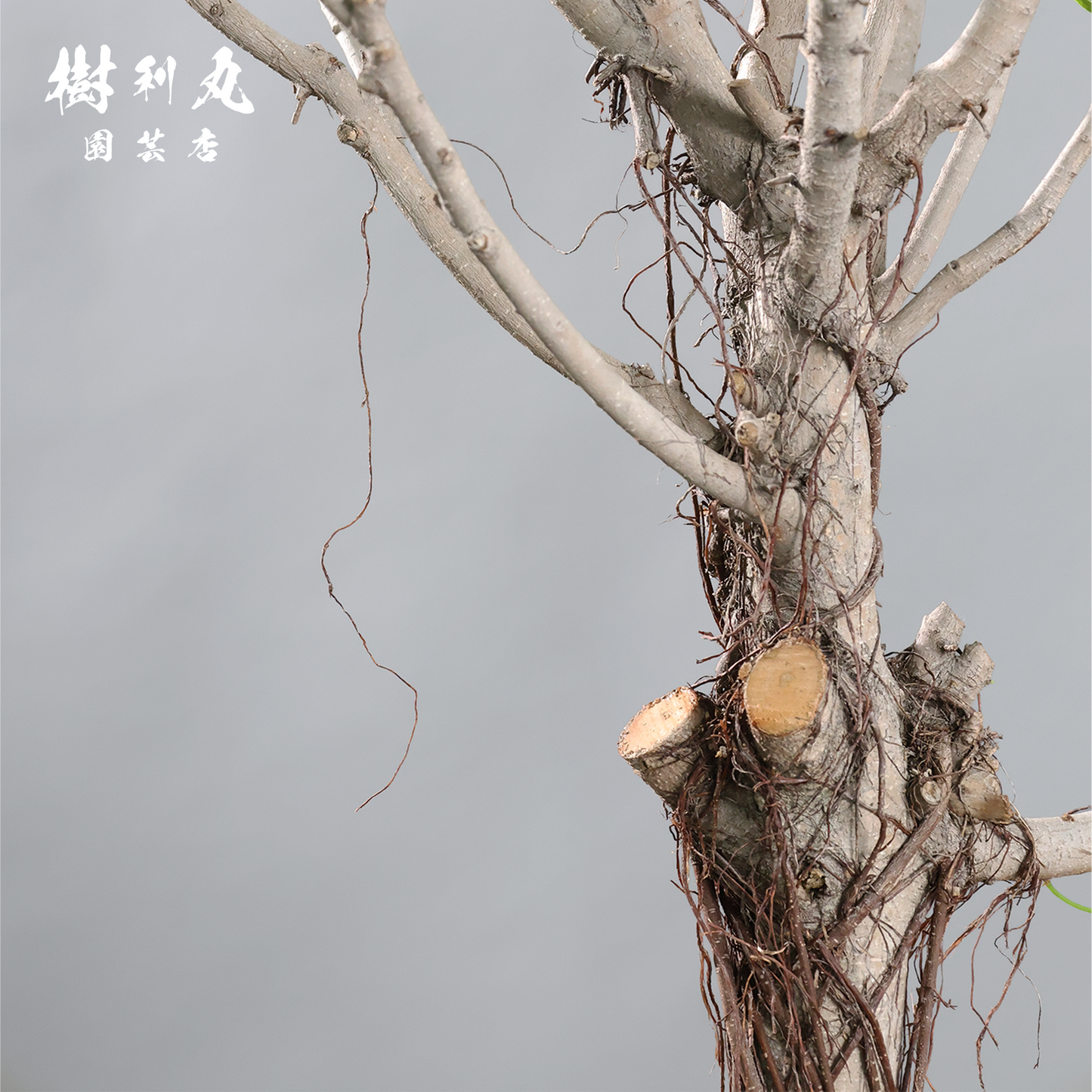 逆境を編み、幹を立てる - ガジュマル