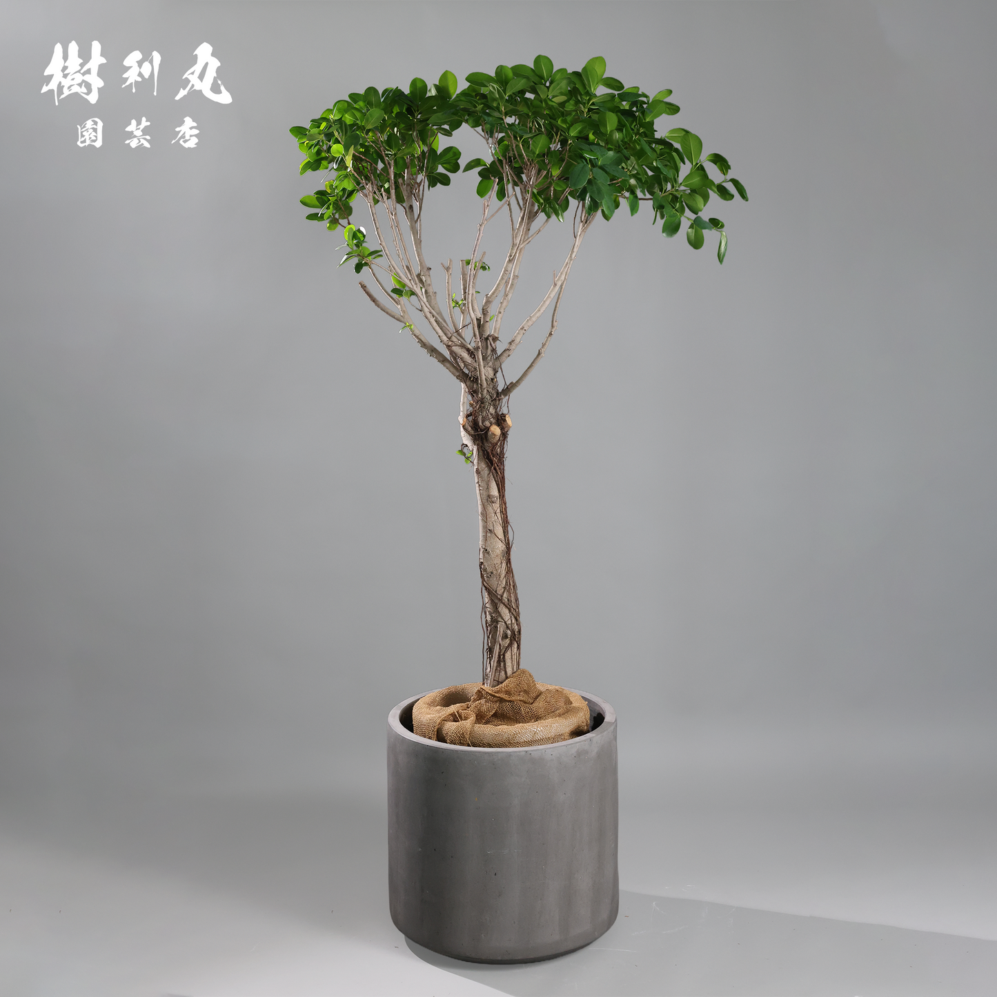 逆境を編み、幹を立てる - ガジュマル