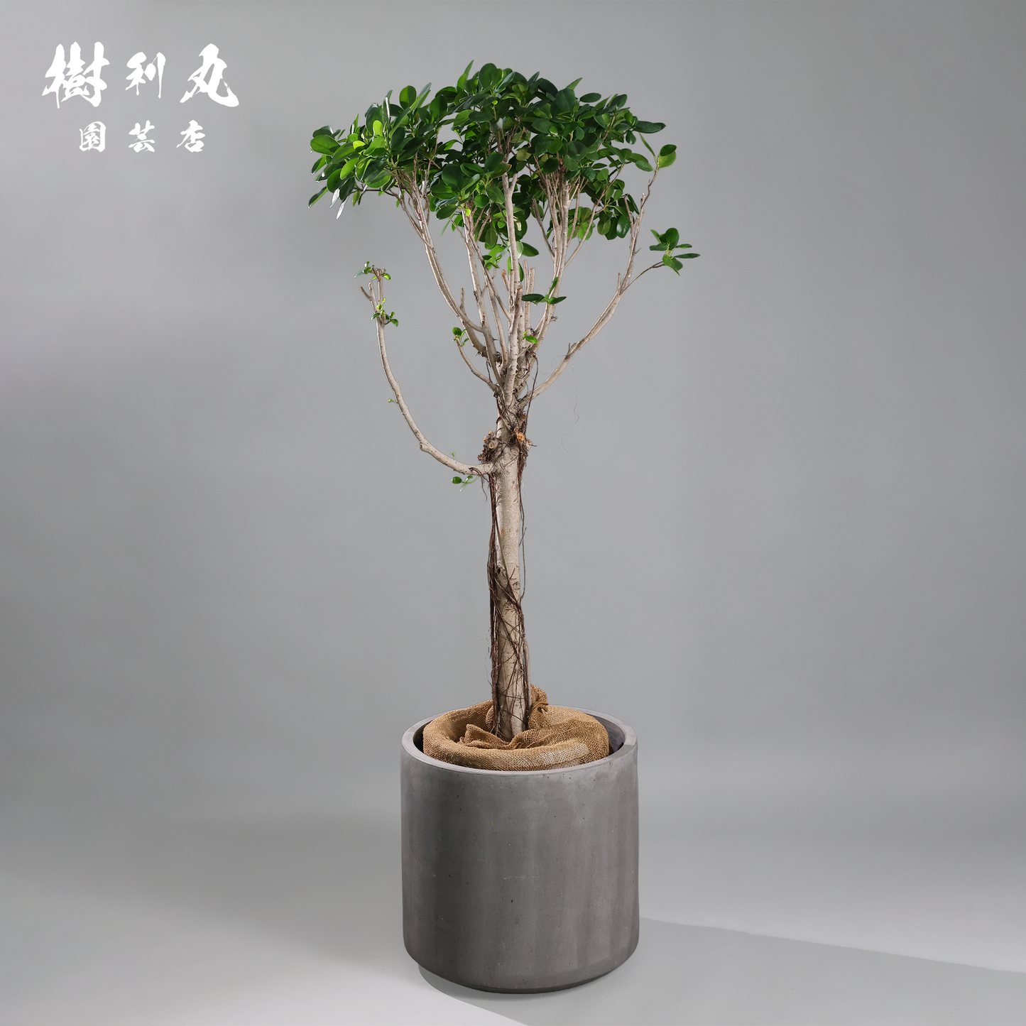 逆境を編み、幹を立てる - ガジュマル