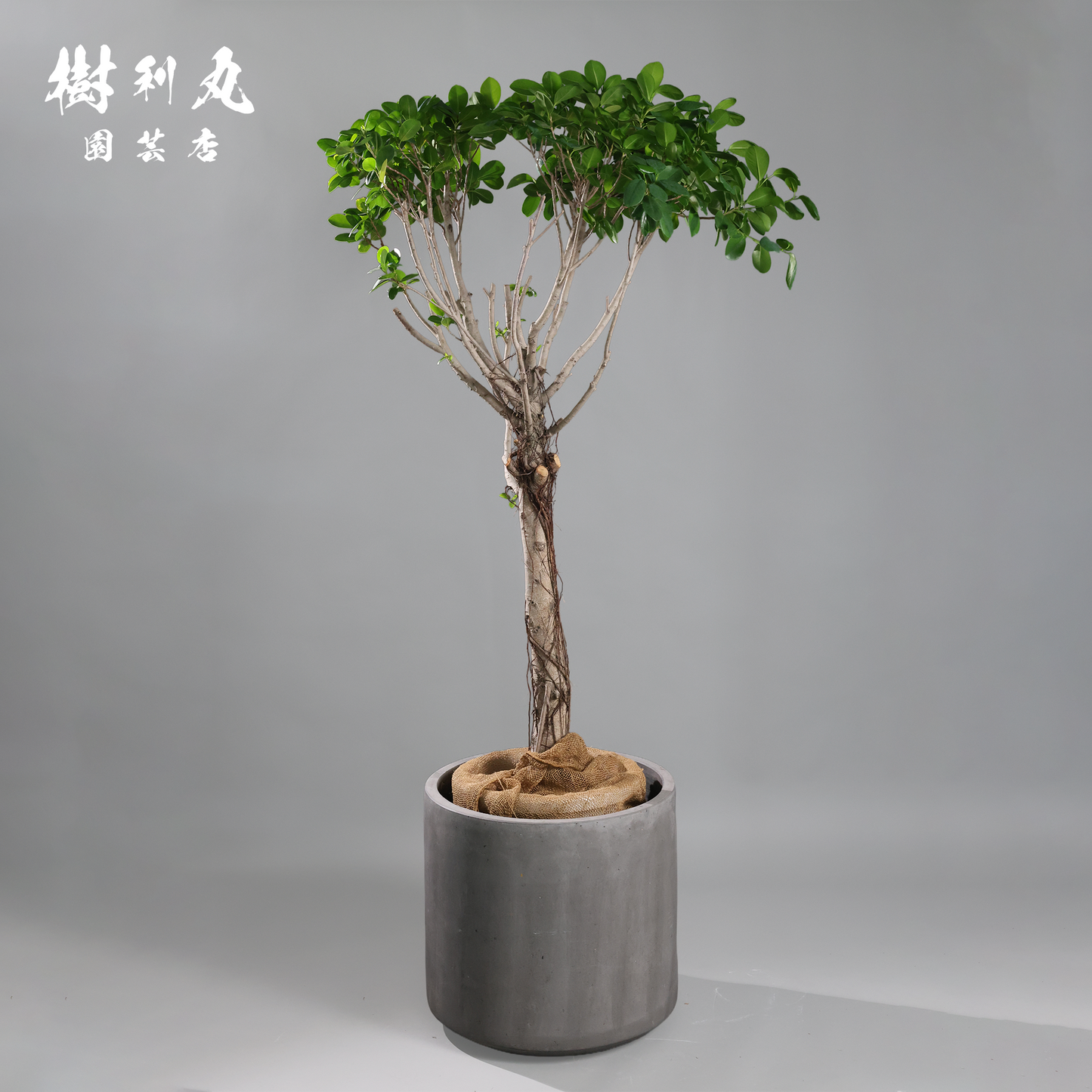 逆境を編み、幹を立てる - ガジュマル