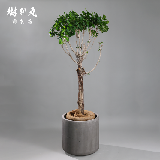 逆境を編み、幹を立てる - ガジュマル