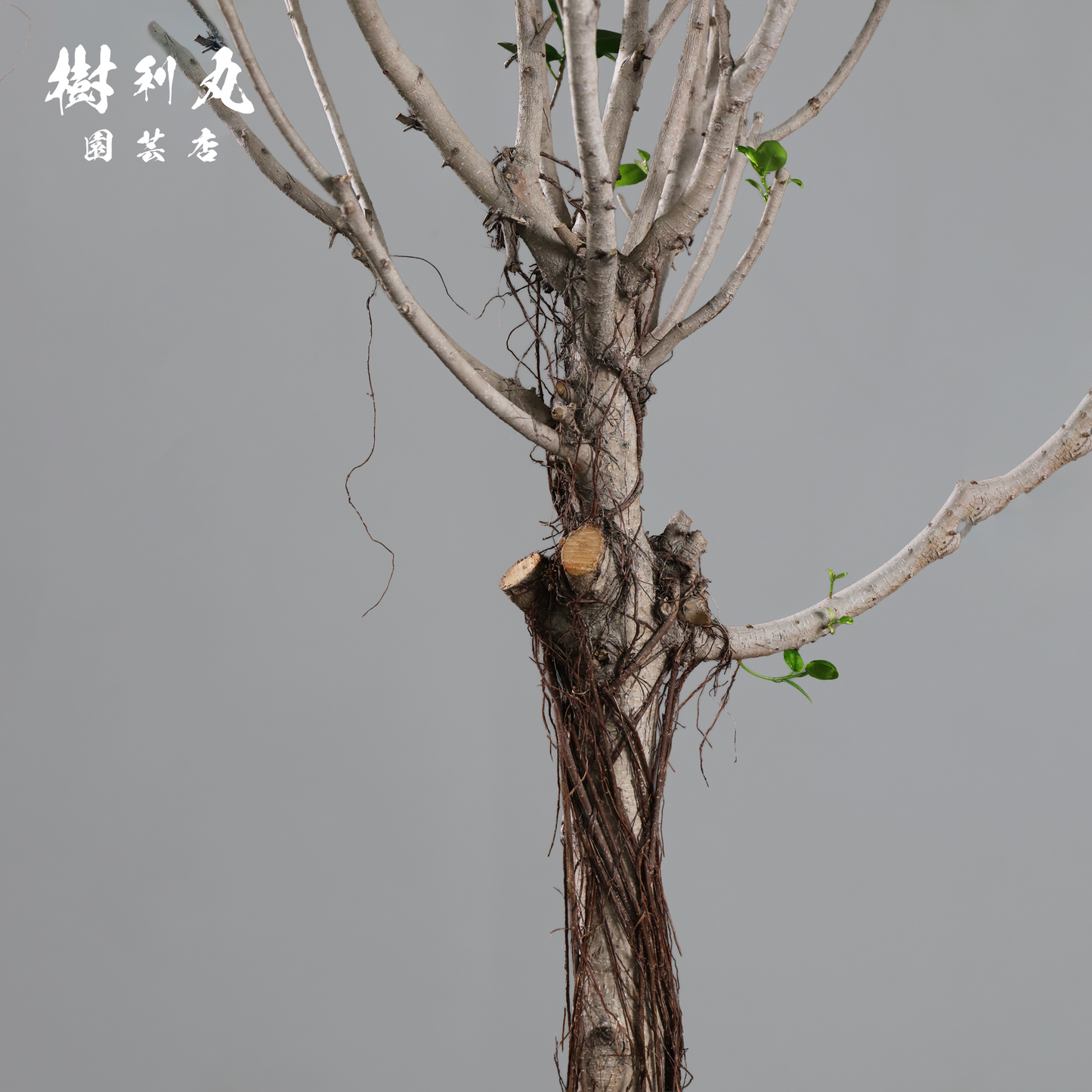 逆境を編み、幹を立てる - ガジュマル