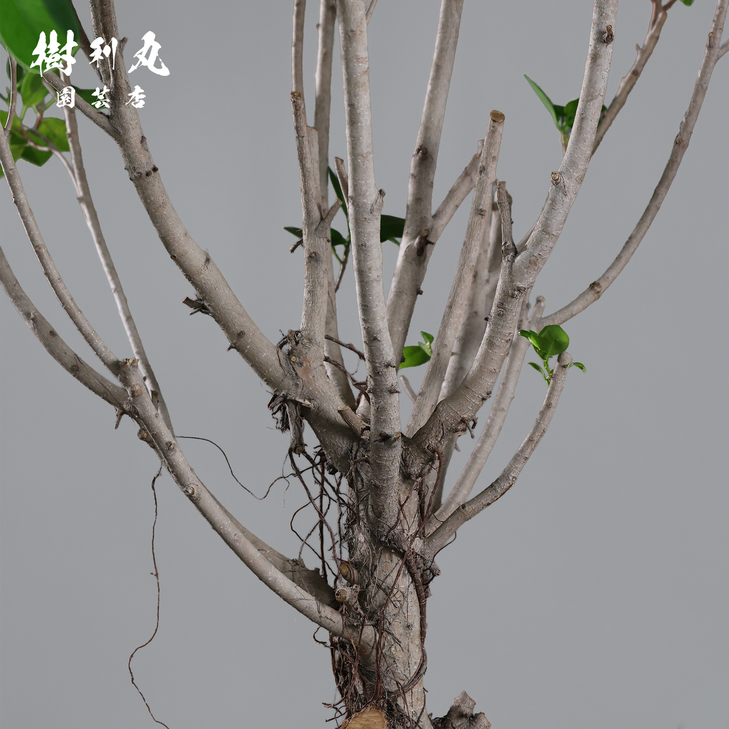 逆境を編み、幹を立てる - ガジュマル