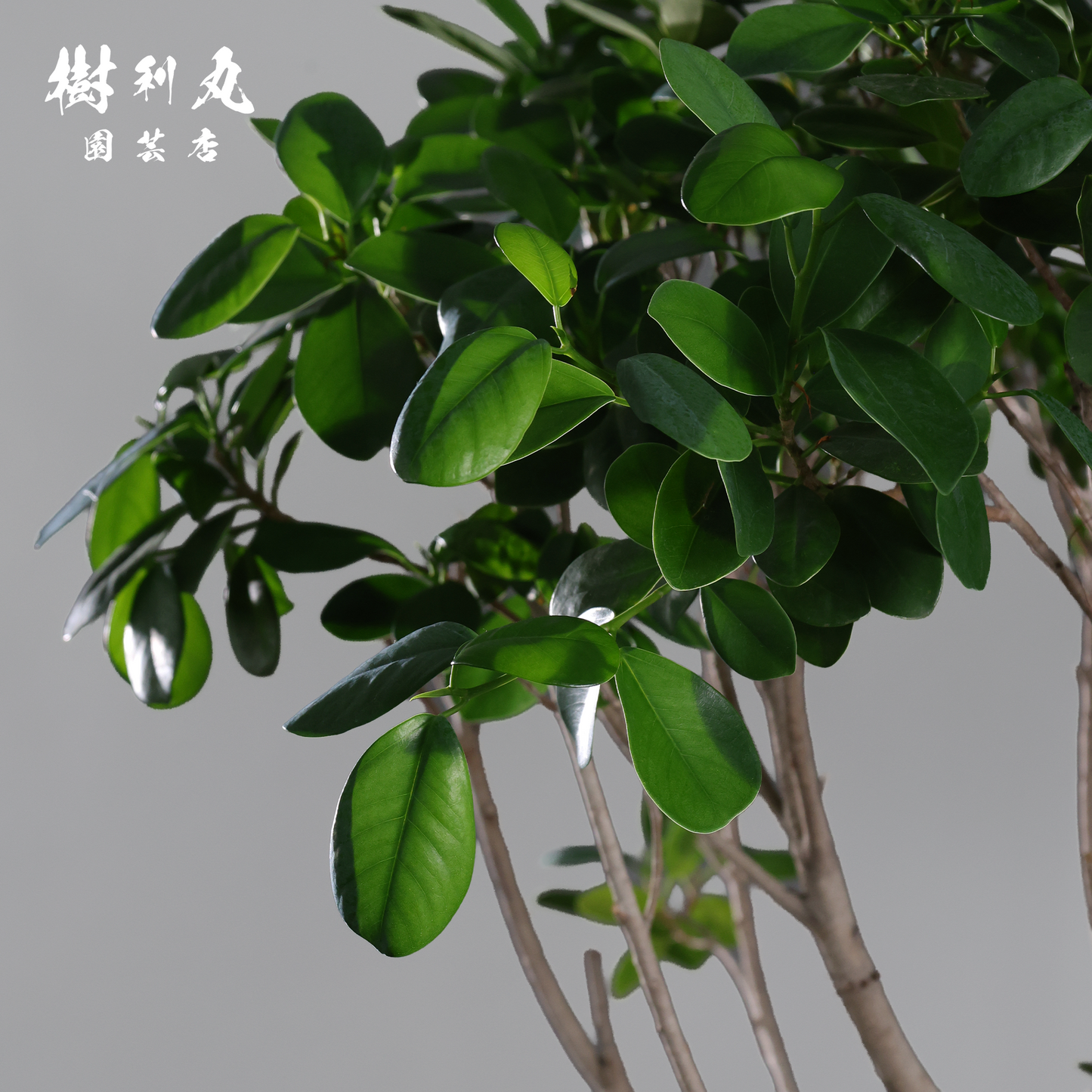 逆境を編み、幹を立てる - ガジュマル
