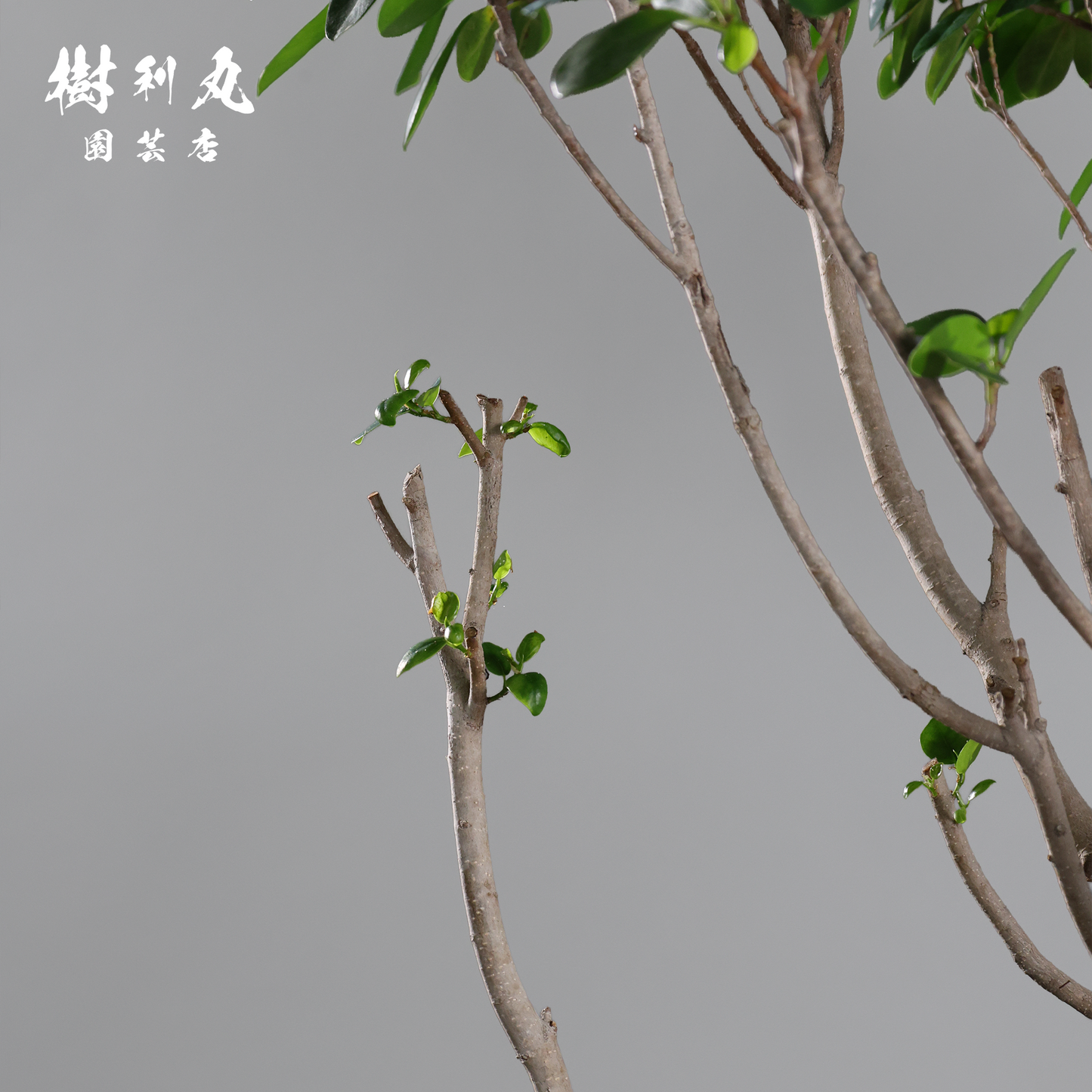 逆境を編み、幹を立てる - ガジュマル
