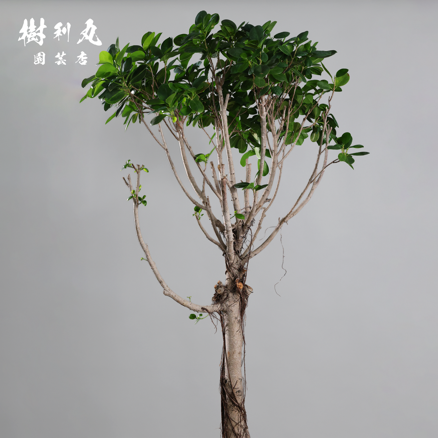 逆境を編み、幹を立てる - ガジュマル