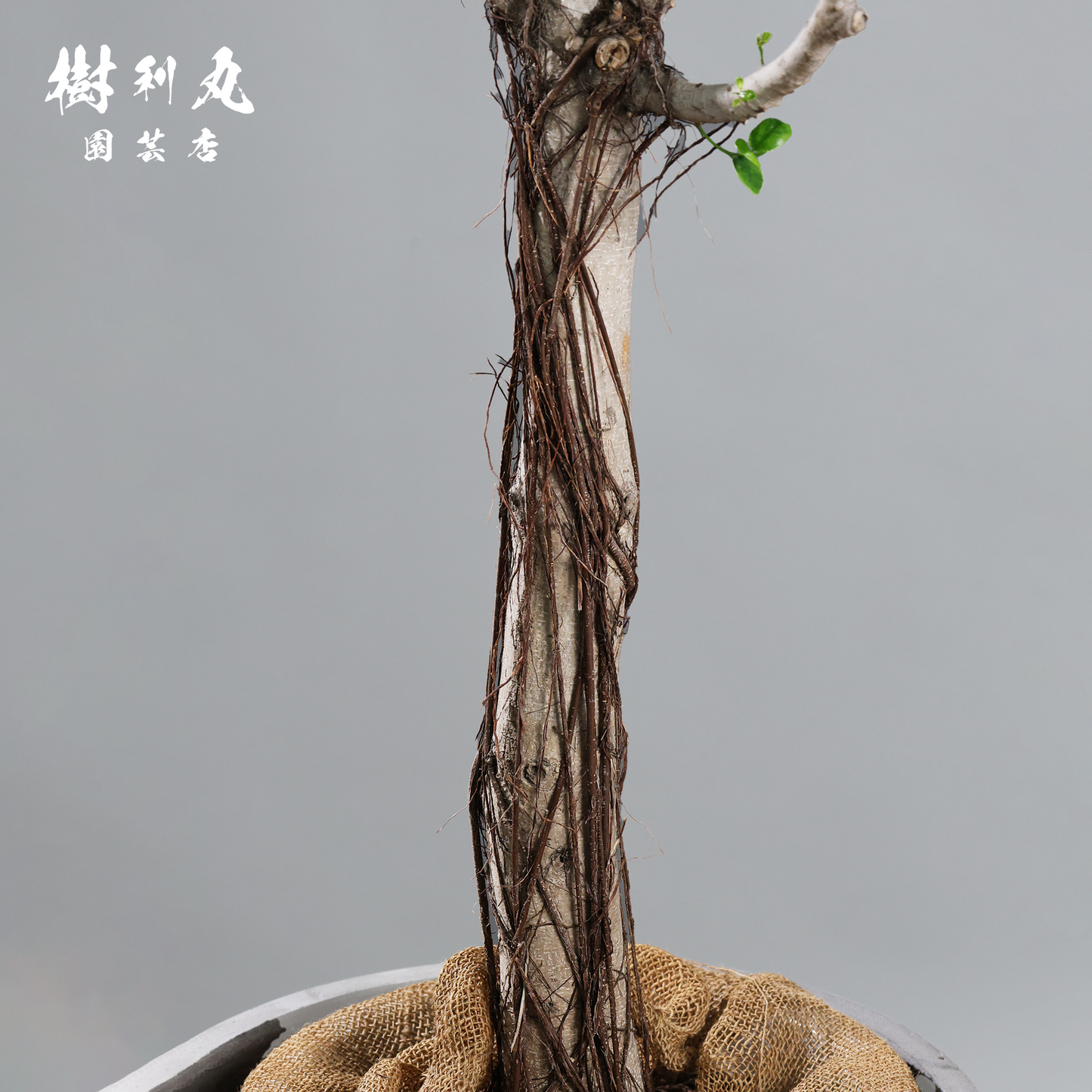 逆境を編み、幹を立てる - ガジュマル