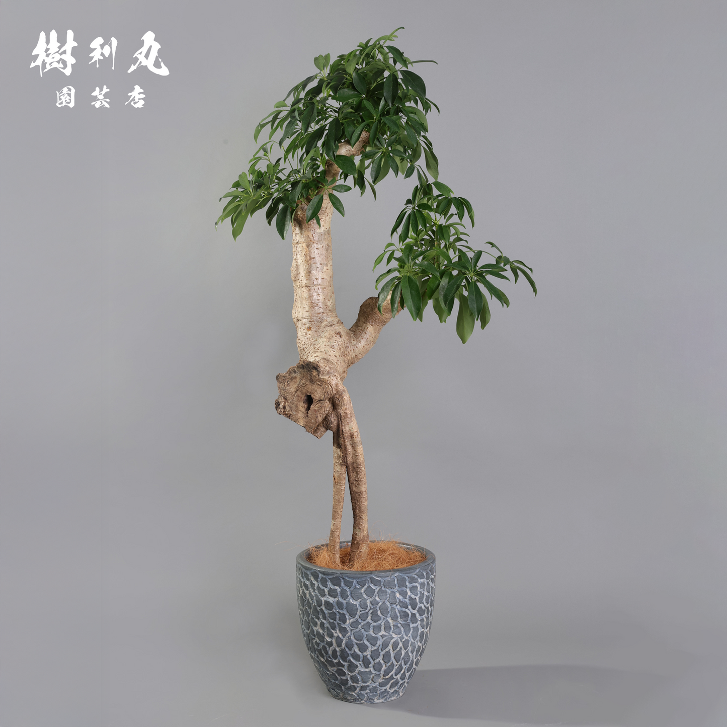 癖こそ、魅力になる - シェフレラ