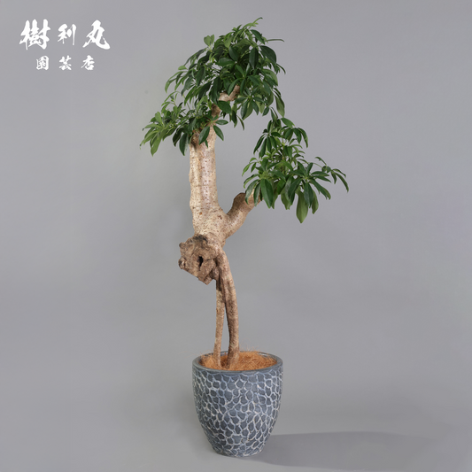 癖こそ、魅力になる - シェフレラ