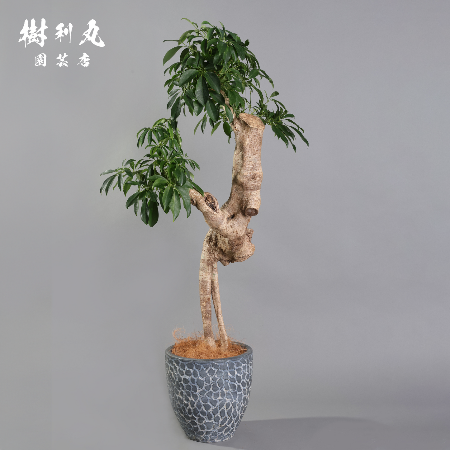 癖こそ、魅力になる - シェフレラ