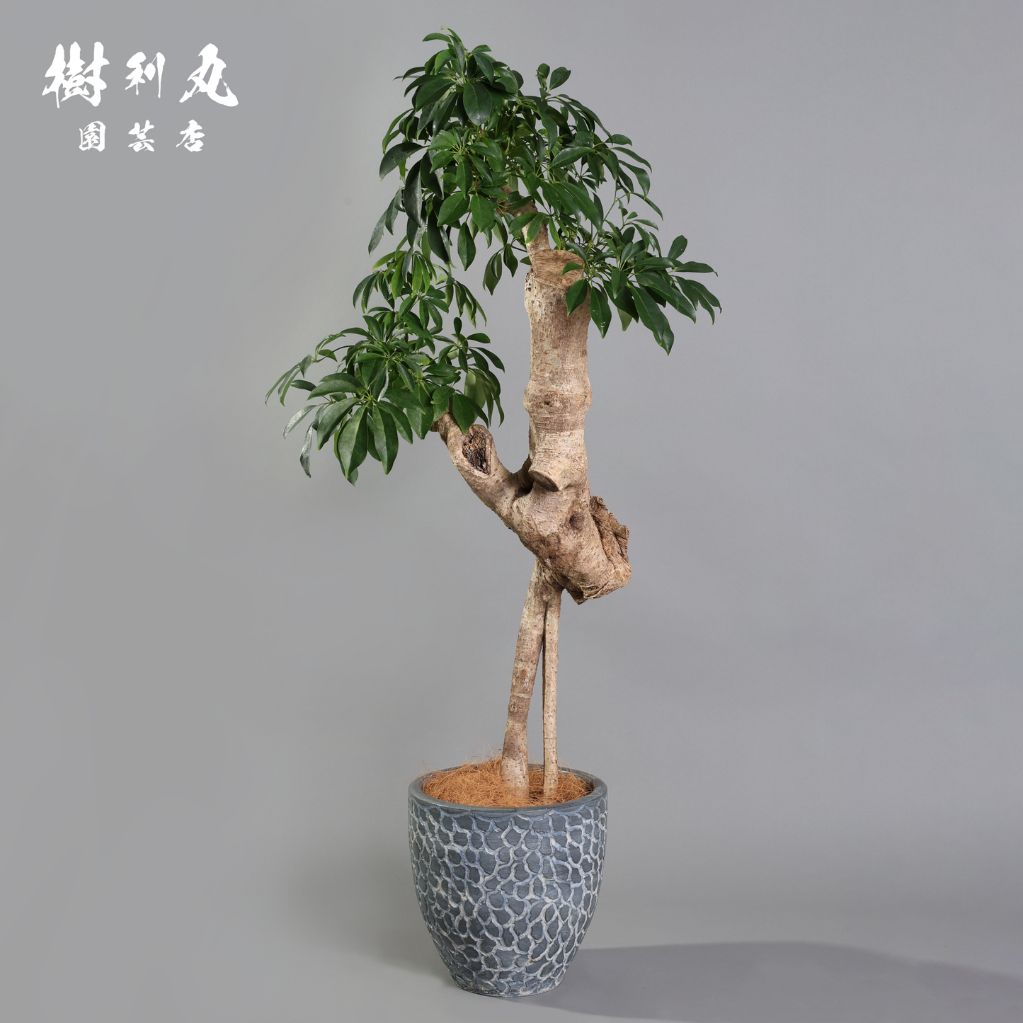 癖こそ、魅力になる - シェフレラ