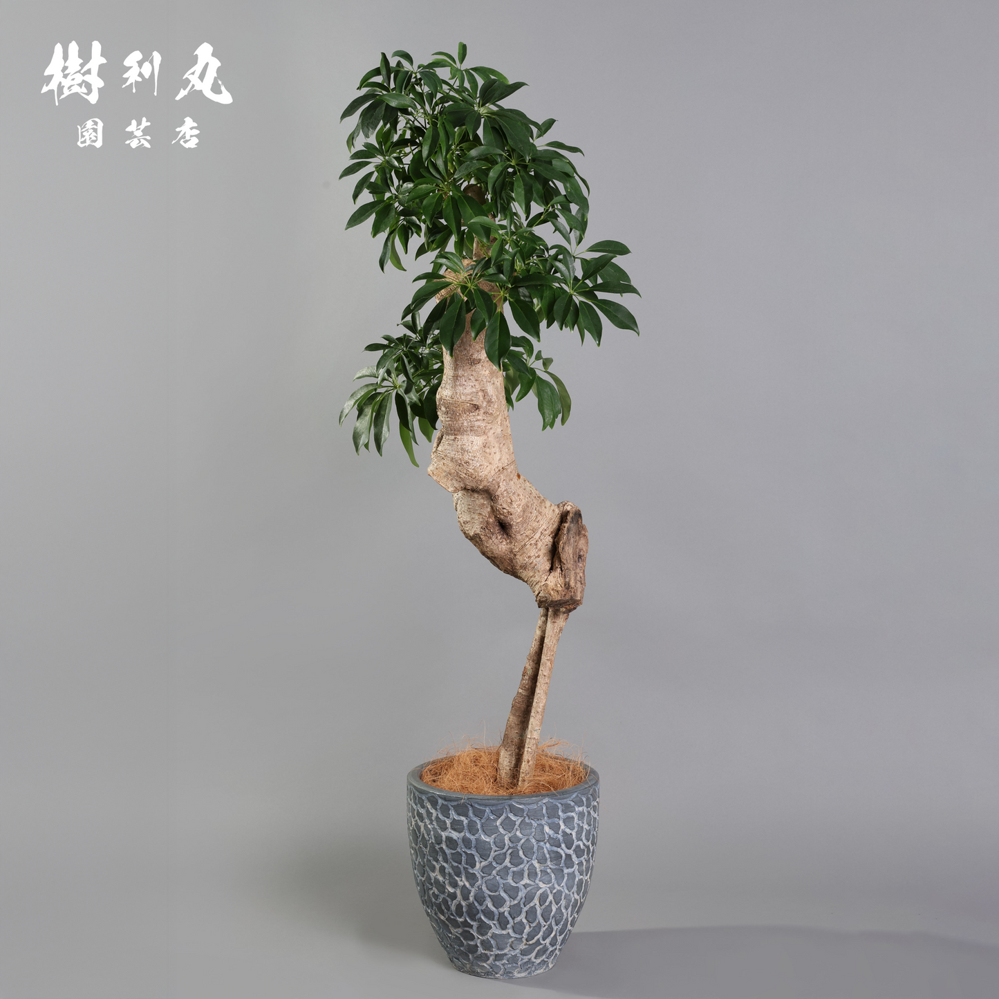 癖こそ、魅力になる - シェフレラ