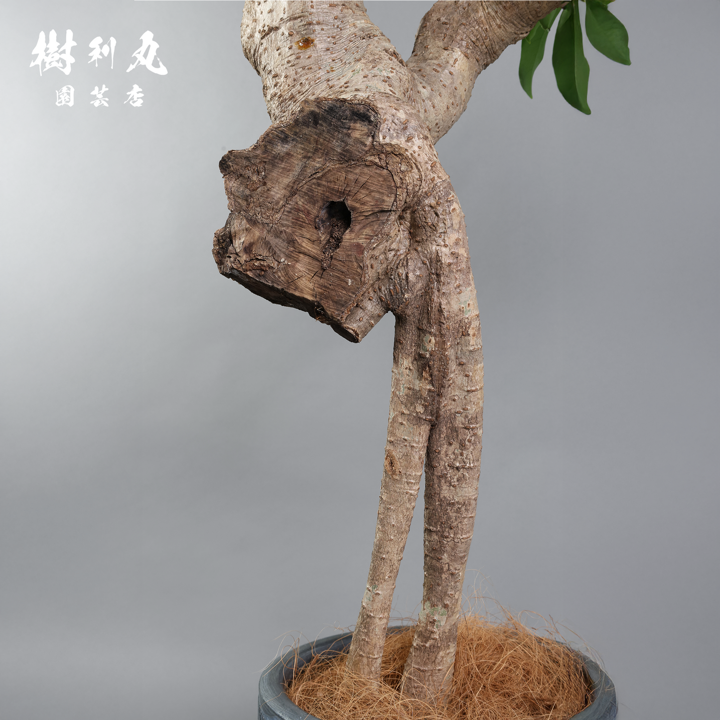 癖こそ、魅力になる - シェフレラ