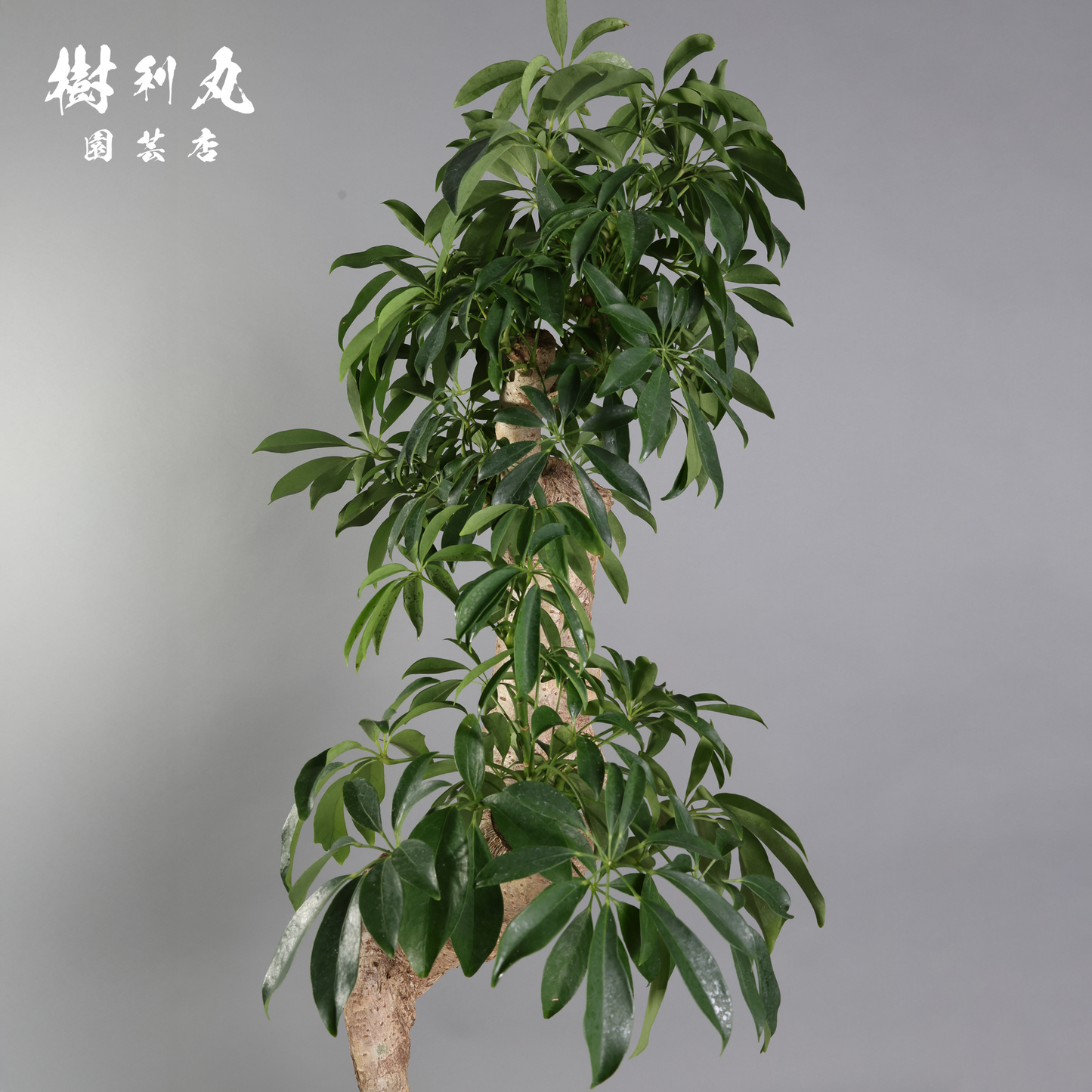 癖こそ、魅力になる - シェフレラ