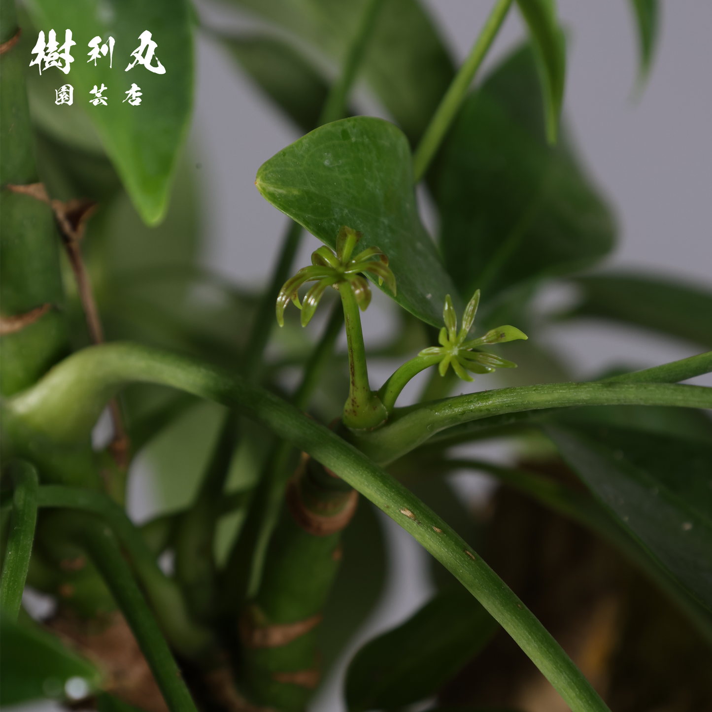 癖こそ、魅力になる - シェフレラ