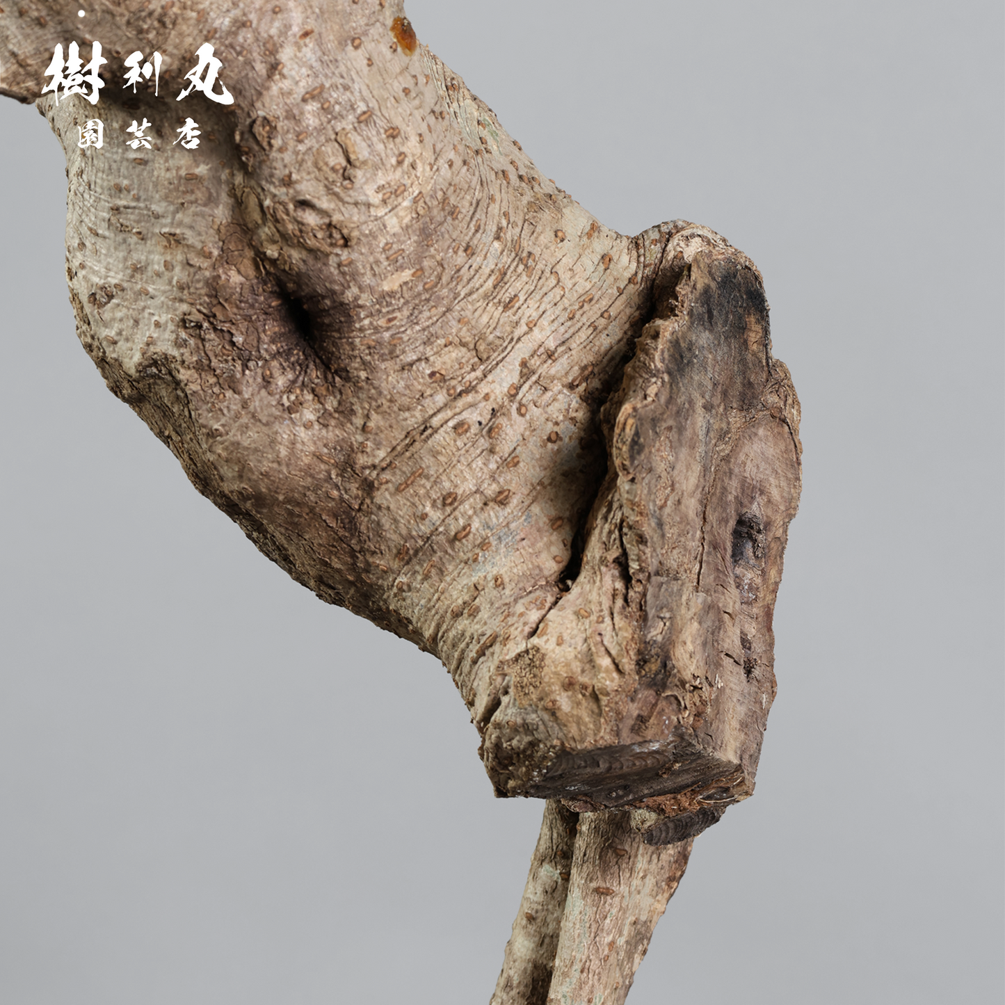 癖こそ、魅力になる - シェフレラ