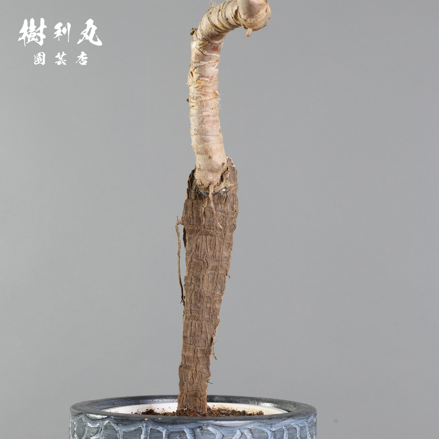 荒野に立ちて、凛と - ユッカ