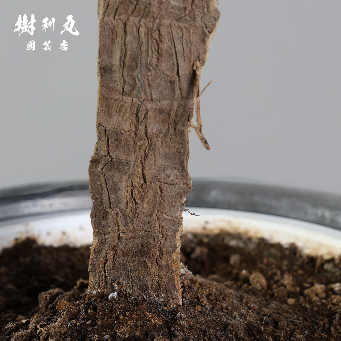 荒野に立ちて、凛と - ユッカ