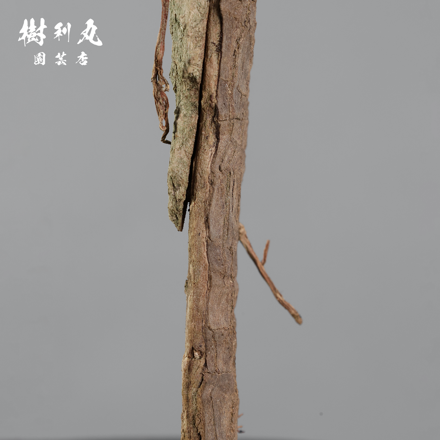 荒野に立ちて、凛と - ユッカ