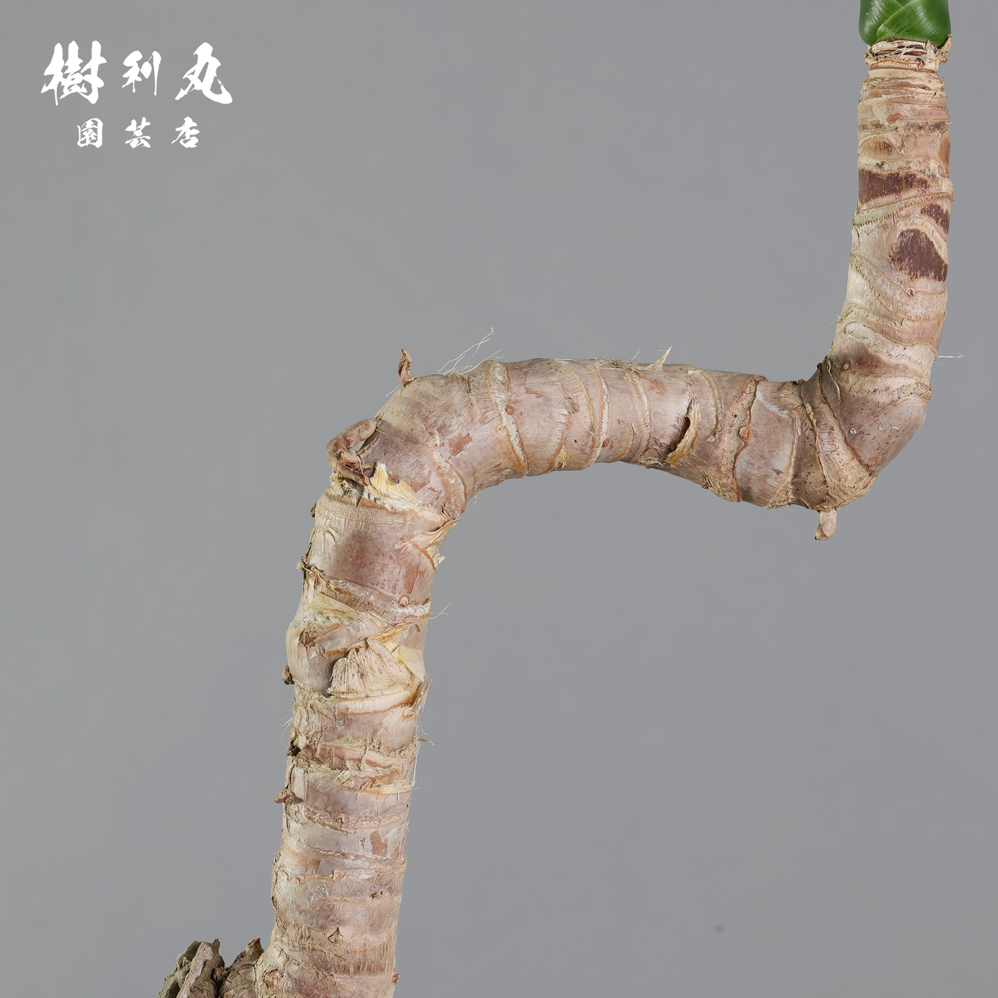 荒野に立ちて、凛と - ユッカ