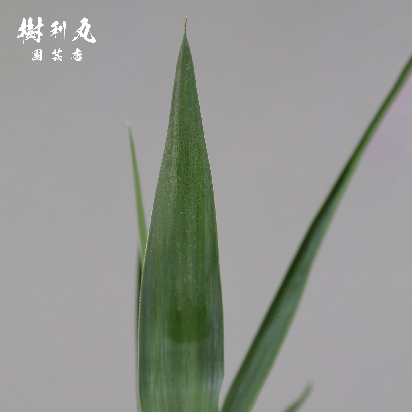 荒野に立ちて、凛と - ユッカ