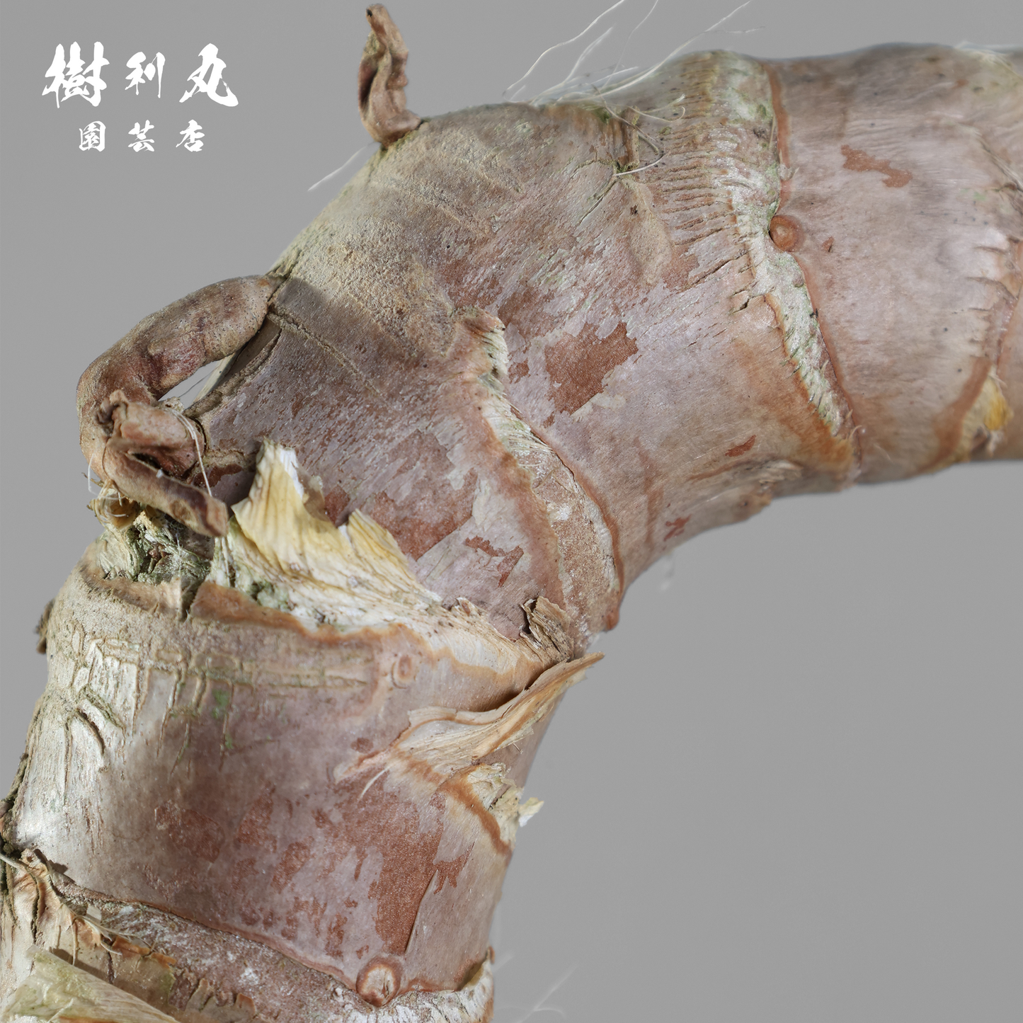 荒野に立ちて、凛と - ユッカ