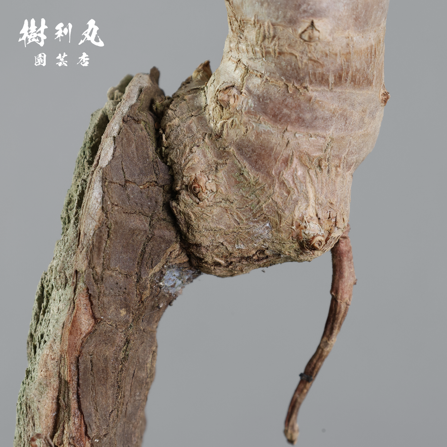 荒野に立ちて、凛と - ユッカ
