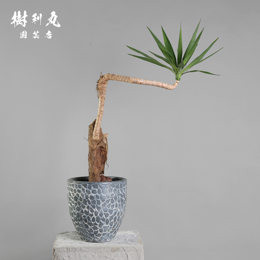 静けさの中に、刃を研ぐ - ユッカ