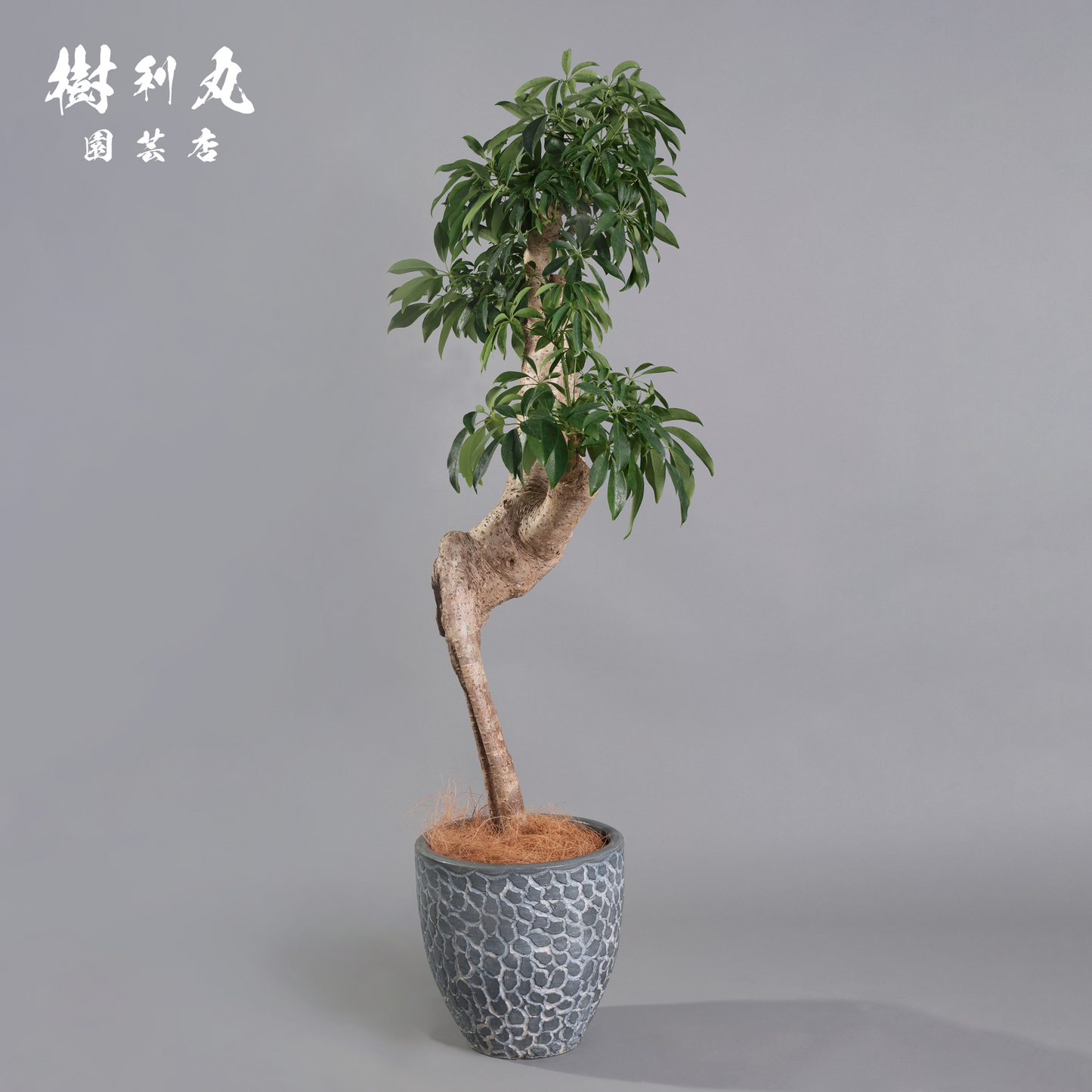 癖こそ、魅力になる - シェフレラ