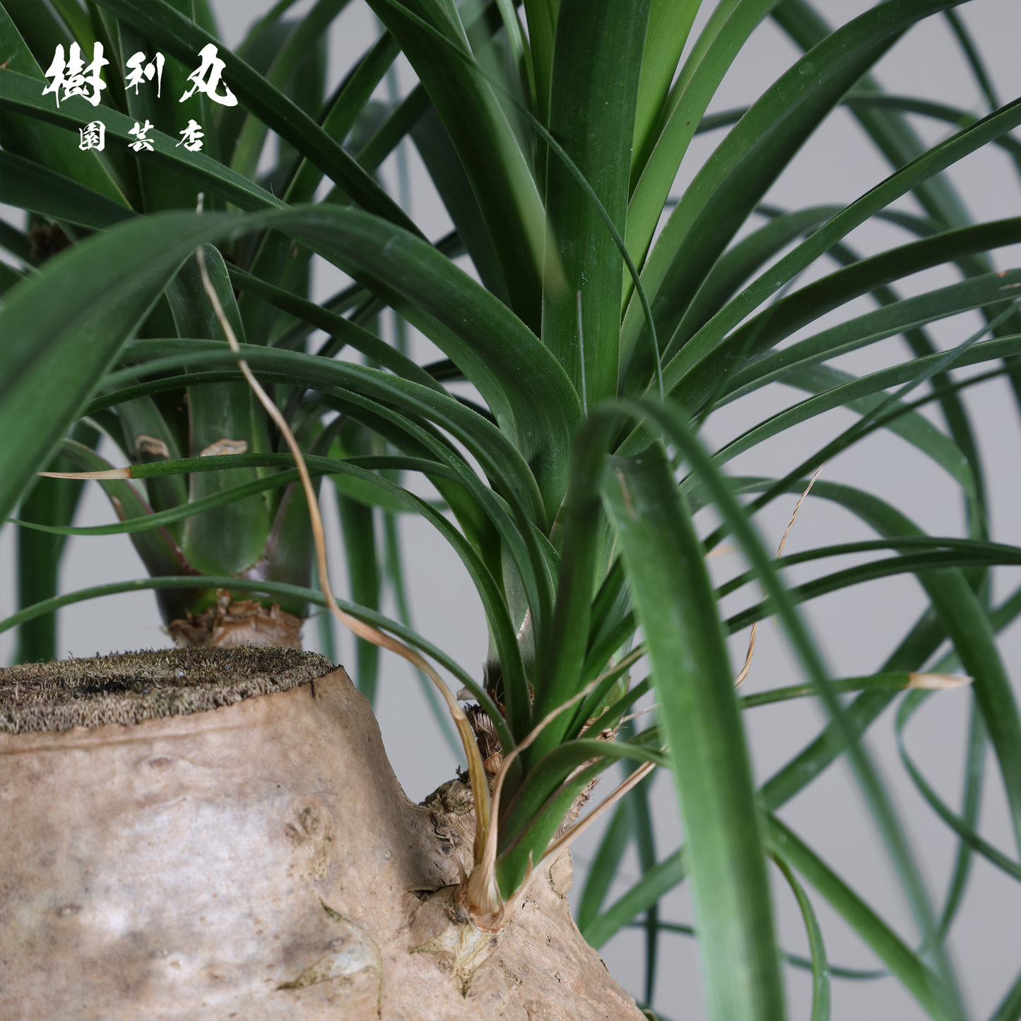 芯を太く、葉を柔らかく - トックリラン