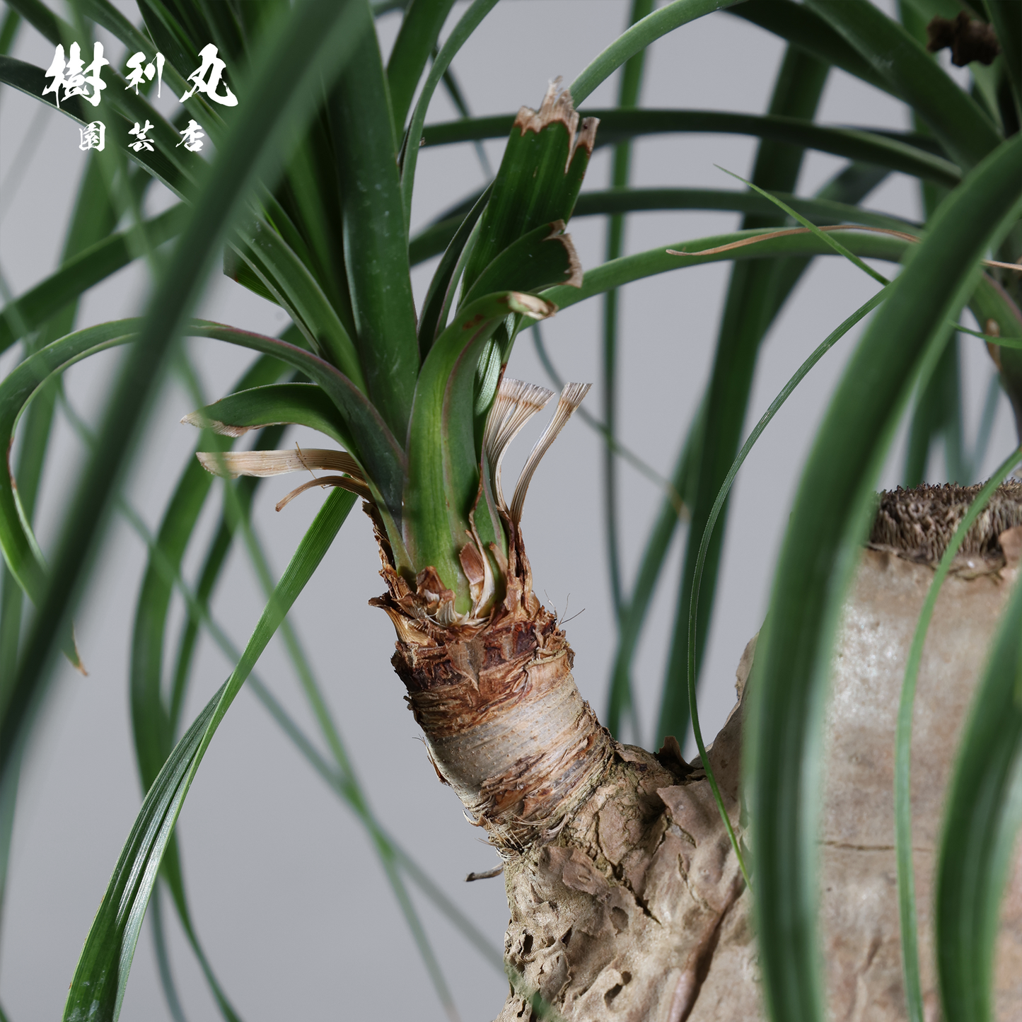 芯を太く、葉を柔らかく - トックリラン