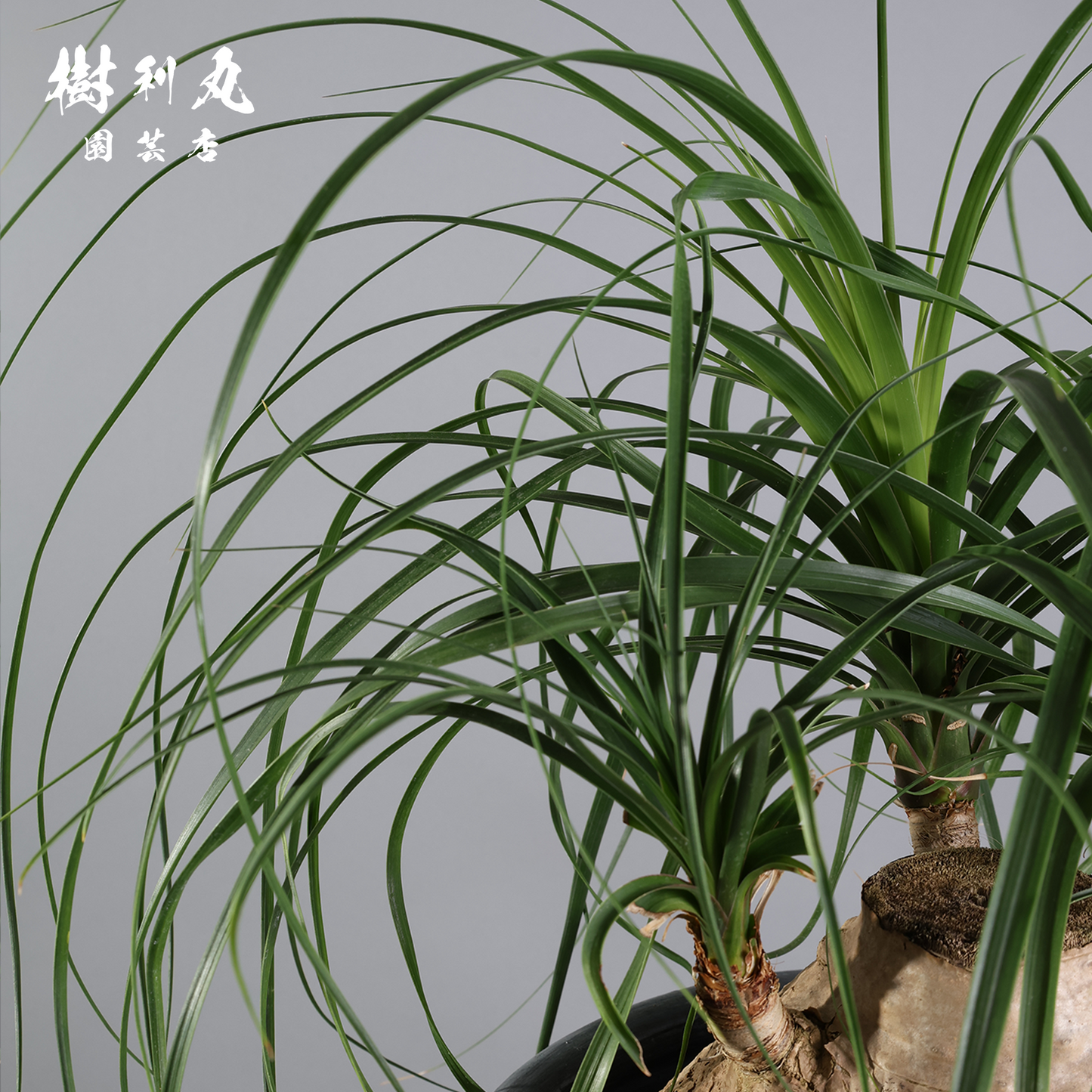 芯を太く、葉を柔らかく - トックリラン