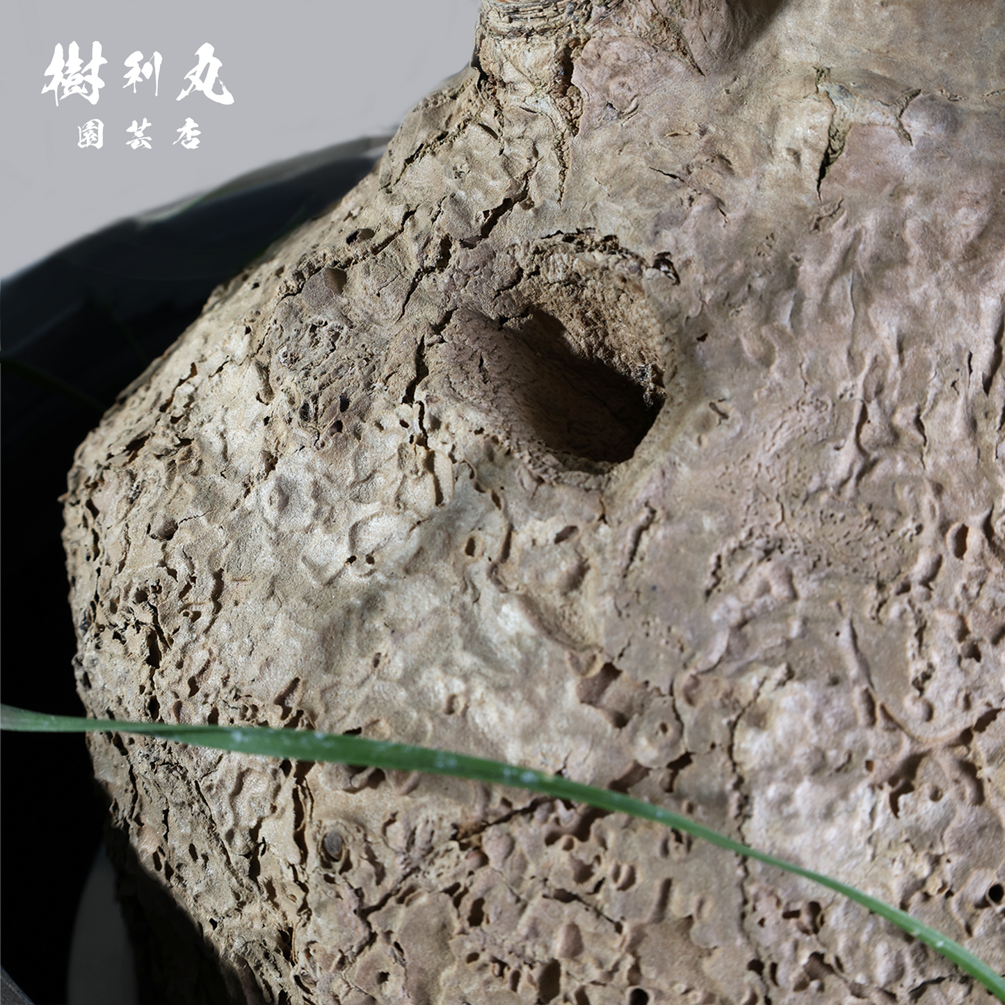 芯を太く、葉を柔らかく - トックリラン