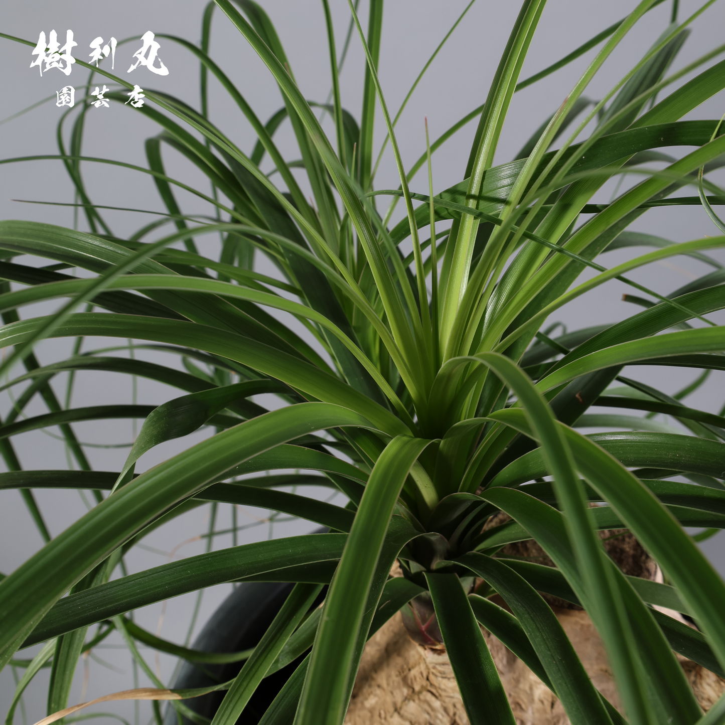 芯を太く、葉を柔らかく - トックリラン