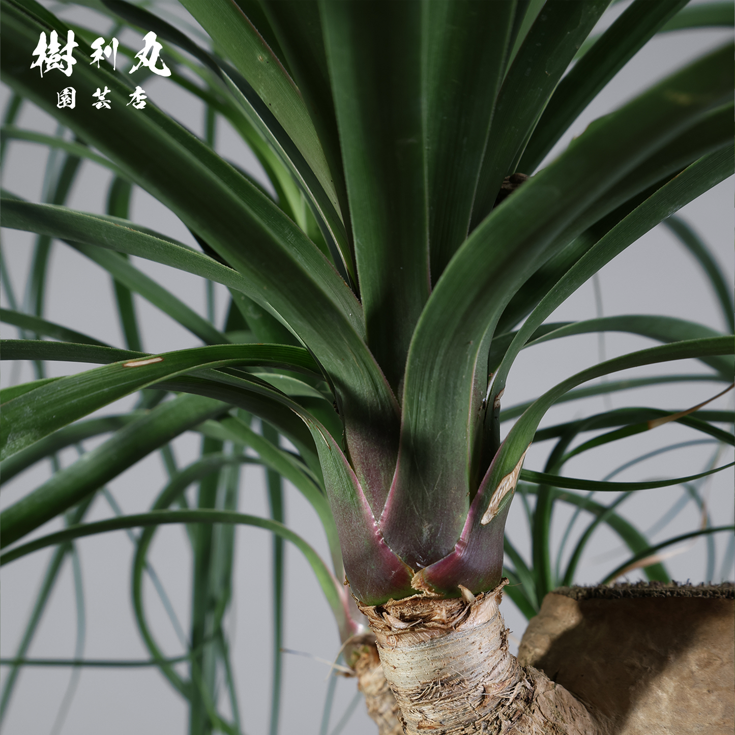 芯を太く、葉を柔らかく - トックリラン