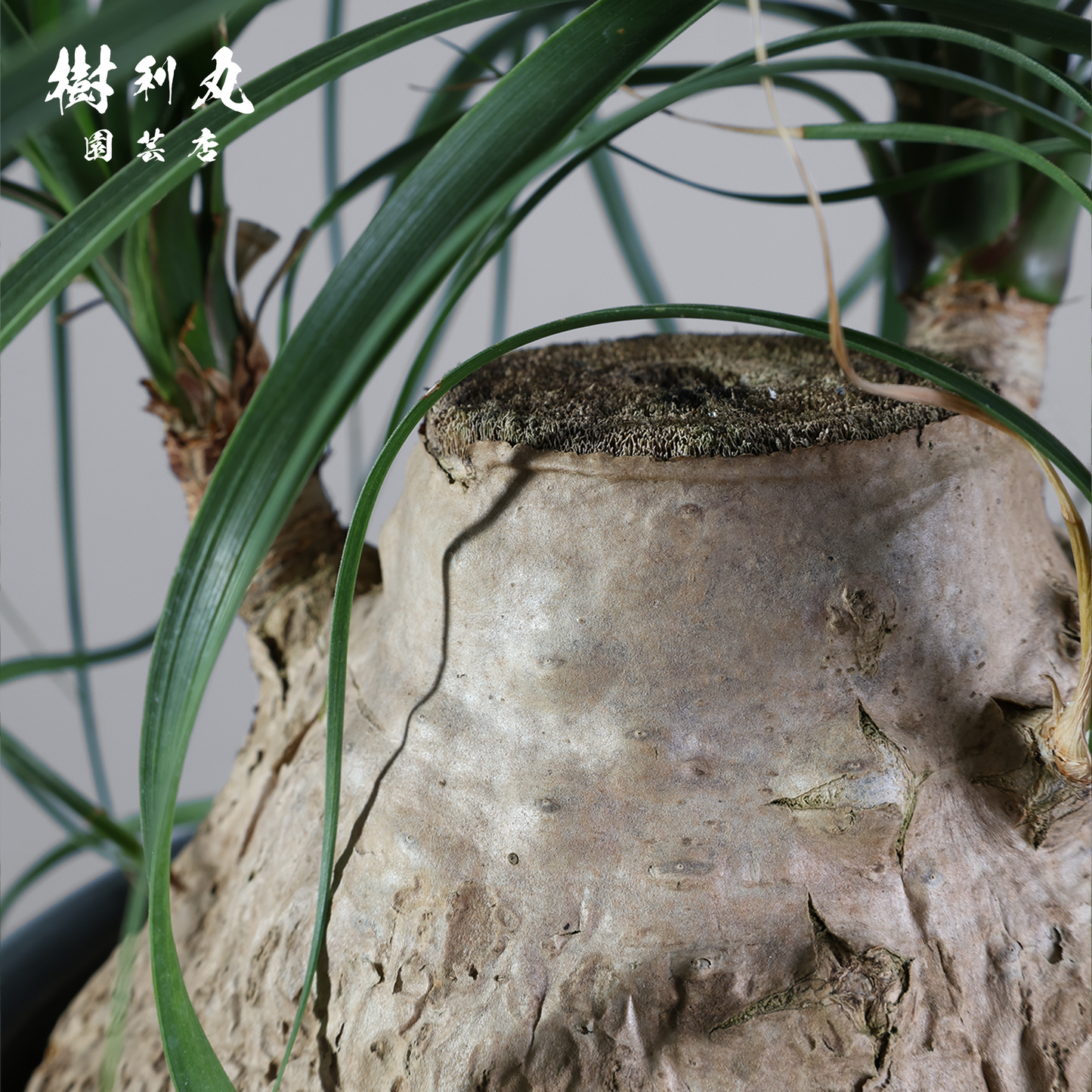 芯を太く、葉を柔らかく - トックリラン
