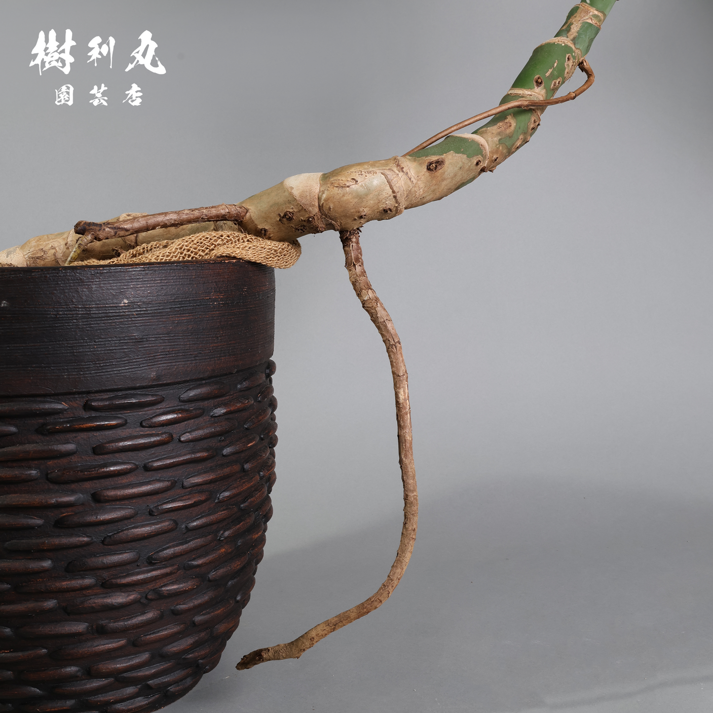 しなり、伸びる、信じ貫く - モンステラ
