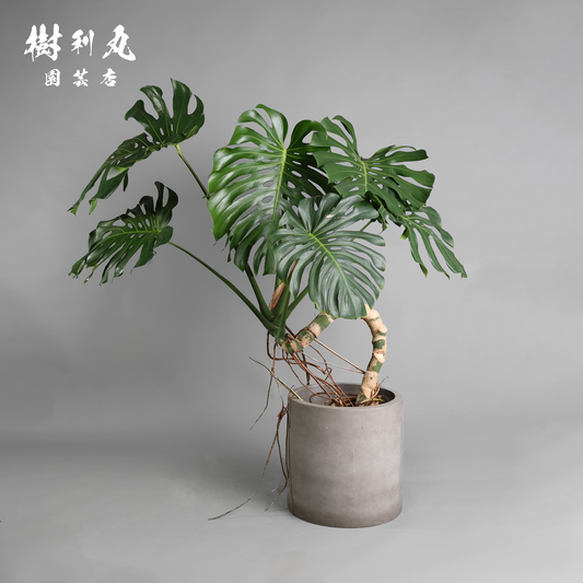 絡み、立ち上がり、拓く - モンステラ
