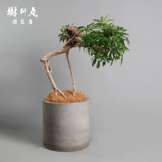 ねじれもまた、意志 - シェフレラ