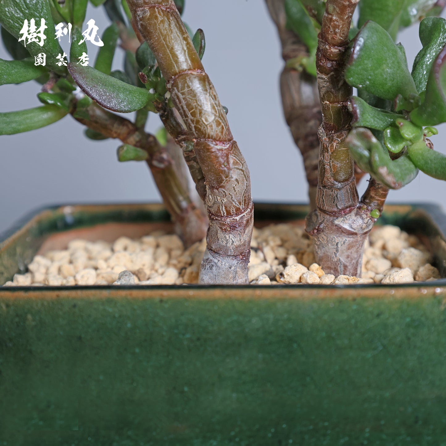 大樹の風格を手のひらに - ゴーラム