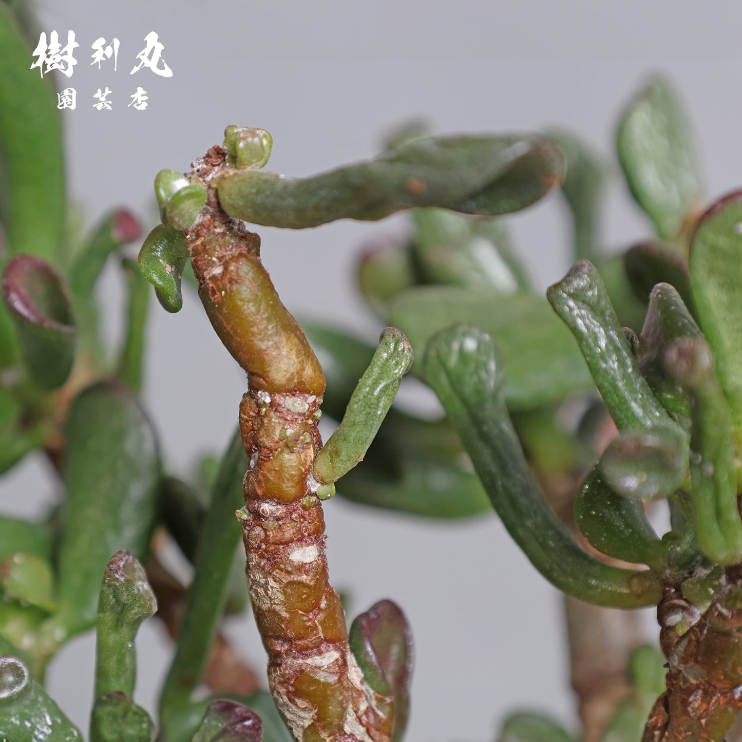 大樹の風格を手のひらに - ゴーラム