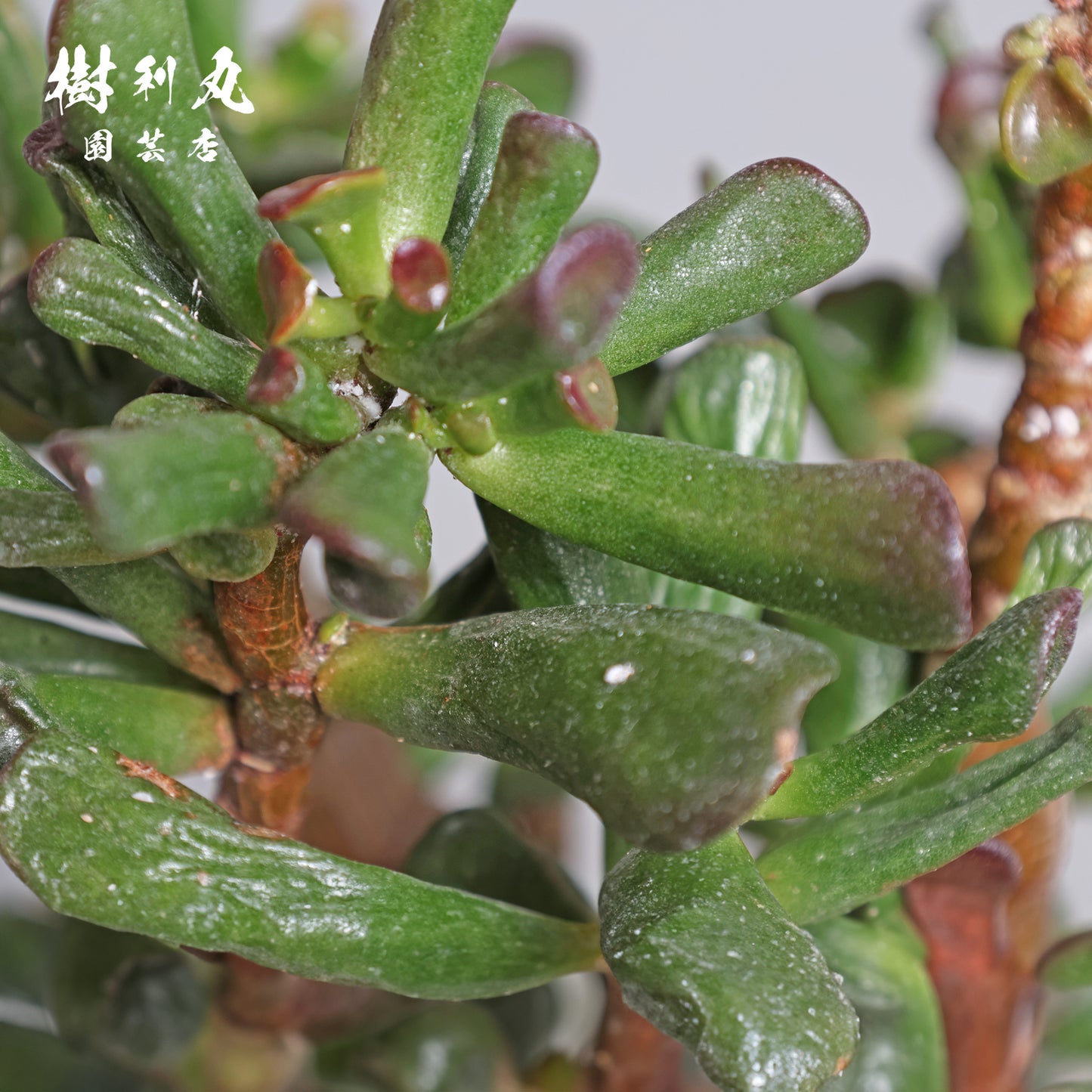 大樹の風格を手のひらに - ゴーラム