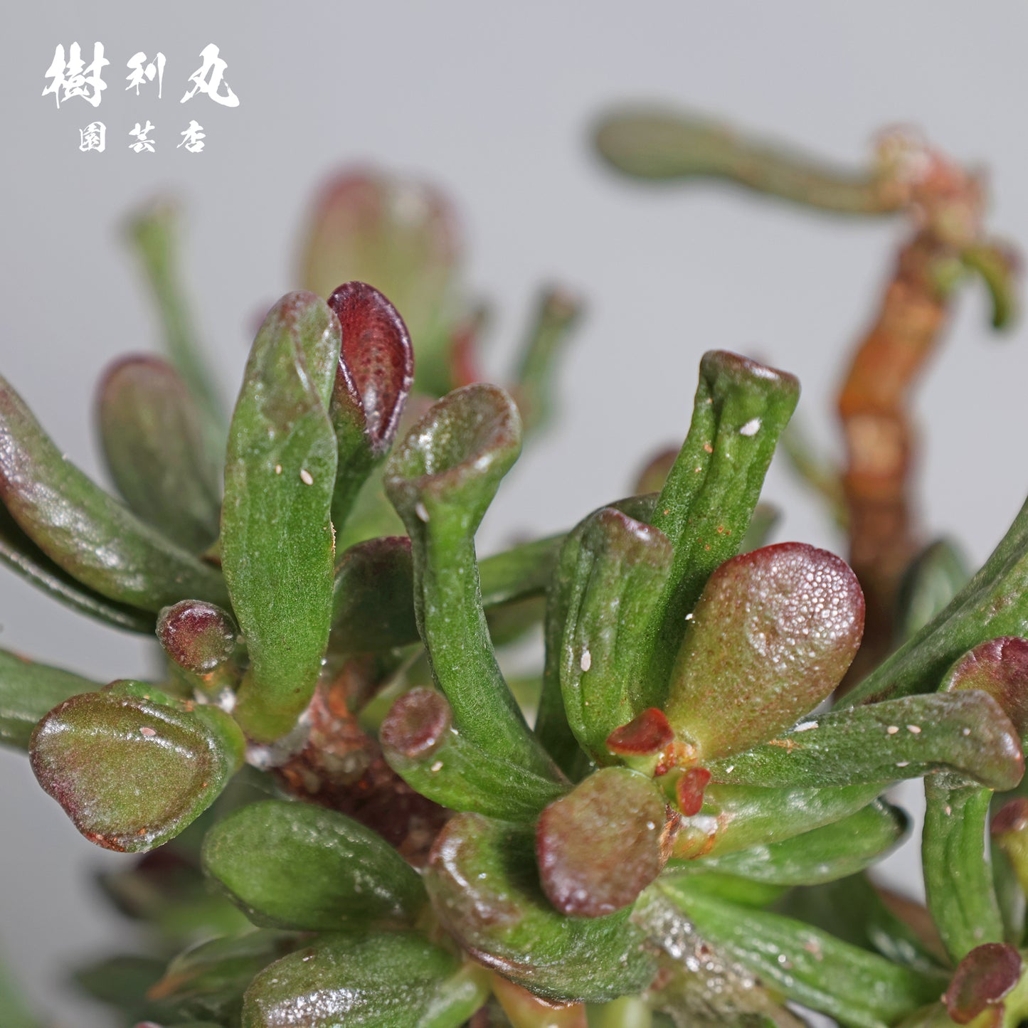 大樹の風格を手のひらに - ゴーラム