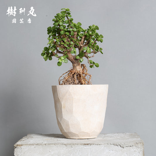 悠久の小さな大樹 - ポーチャラカリア・アフラ