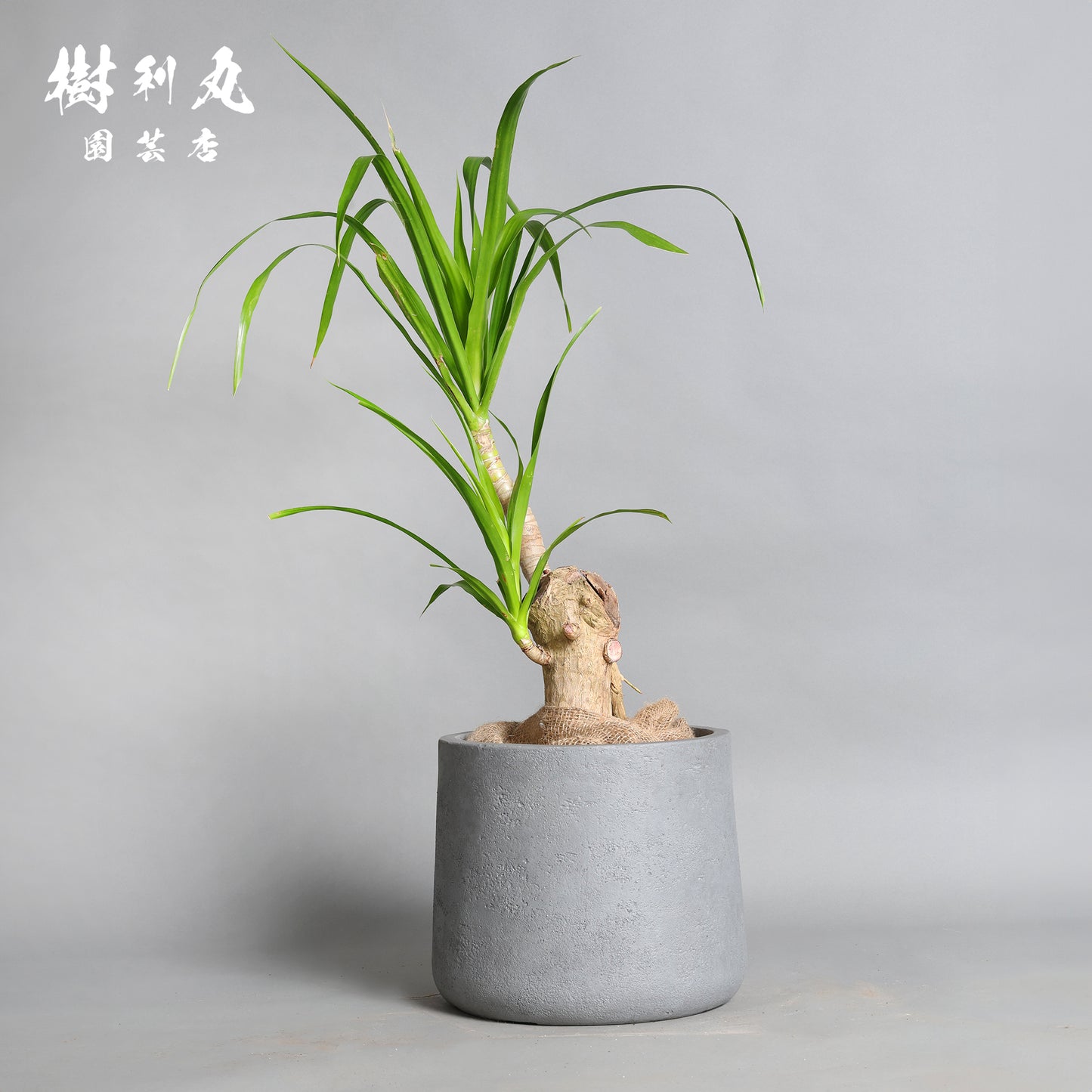 傷が、次の芽を生む- ドラセナ・パラオ