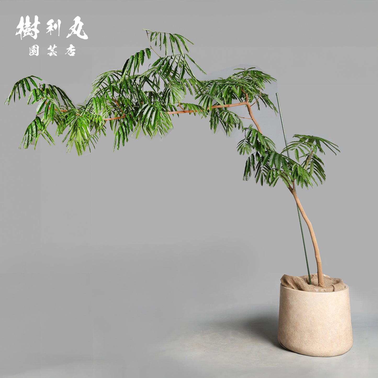 しなやかさは強さを超える - エバーフレッシュ